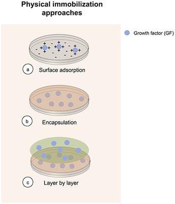 Corrigendum: Immobilization of Growth Factors for Cell Therapy Manufacturing